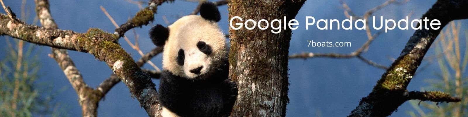 How to benefit from Google Panda Update and Penguin update